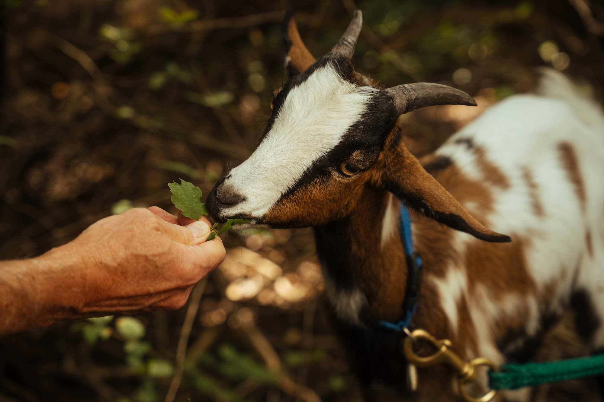 You Can Camp With Goats On Chattanooga's Maclellan Island - Backpacker