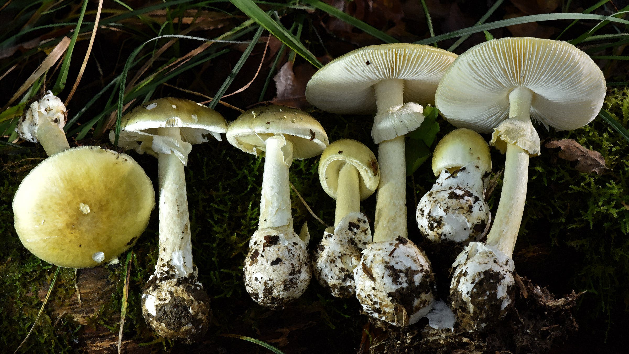 Stop Eating Poisonous Mushrooms, National Park Service and California Warn Hikers