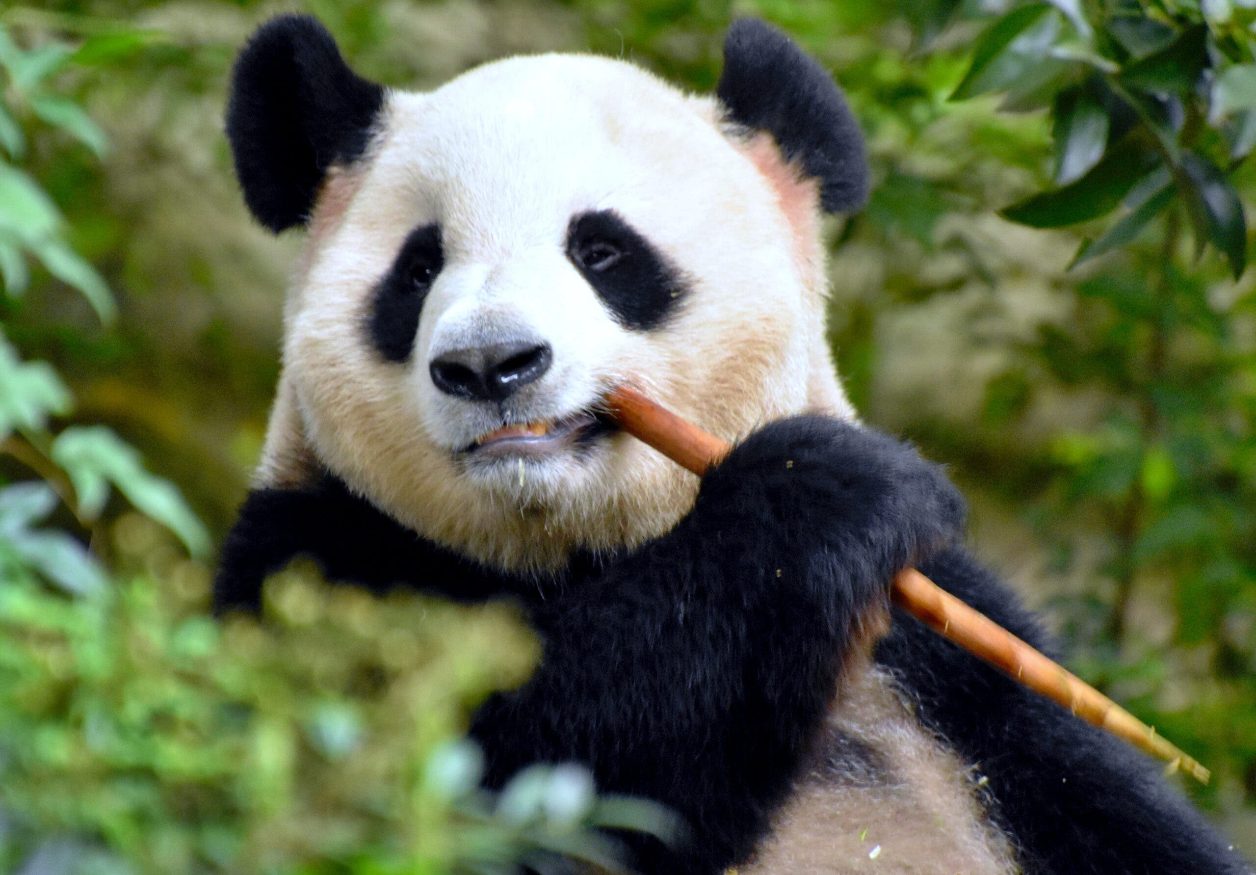 Giant Panda
