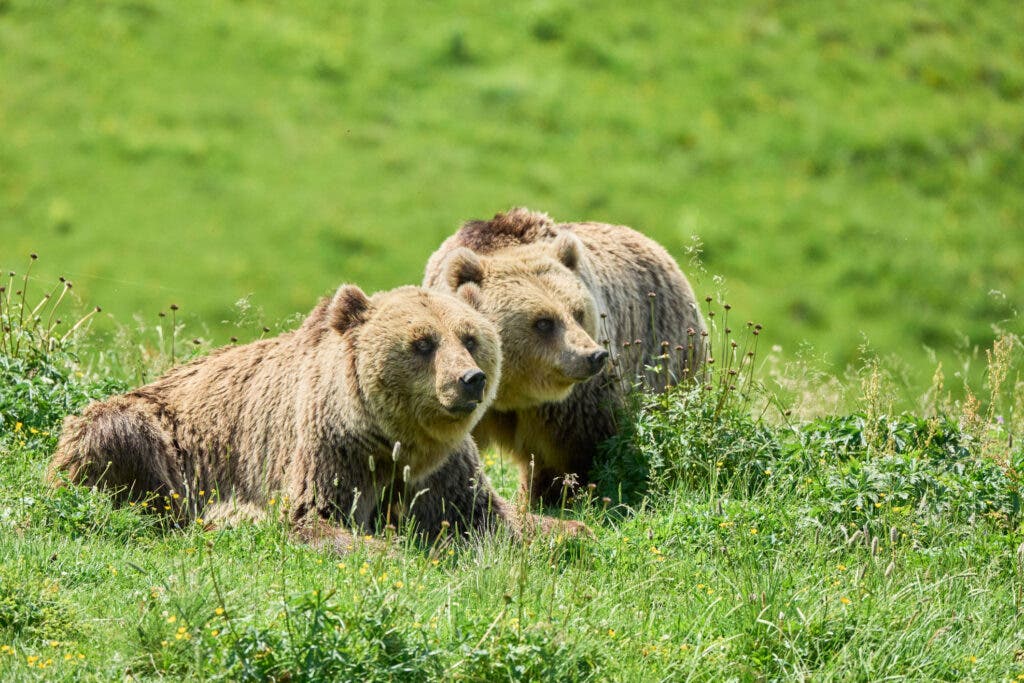 Two brown bears resting in a lush green meadow on a sunny day