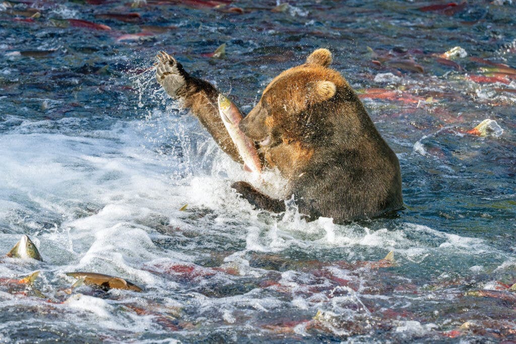 A grizzly brown bear is fishing for salmon on a river in Katmai National Park. He is surrounded by red salmon.