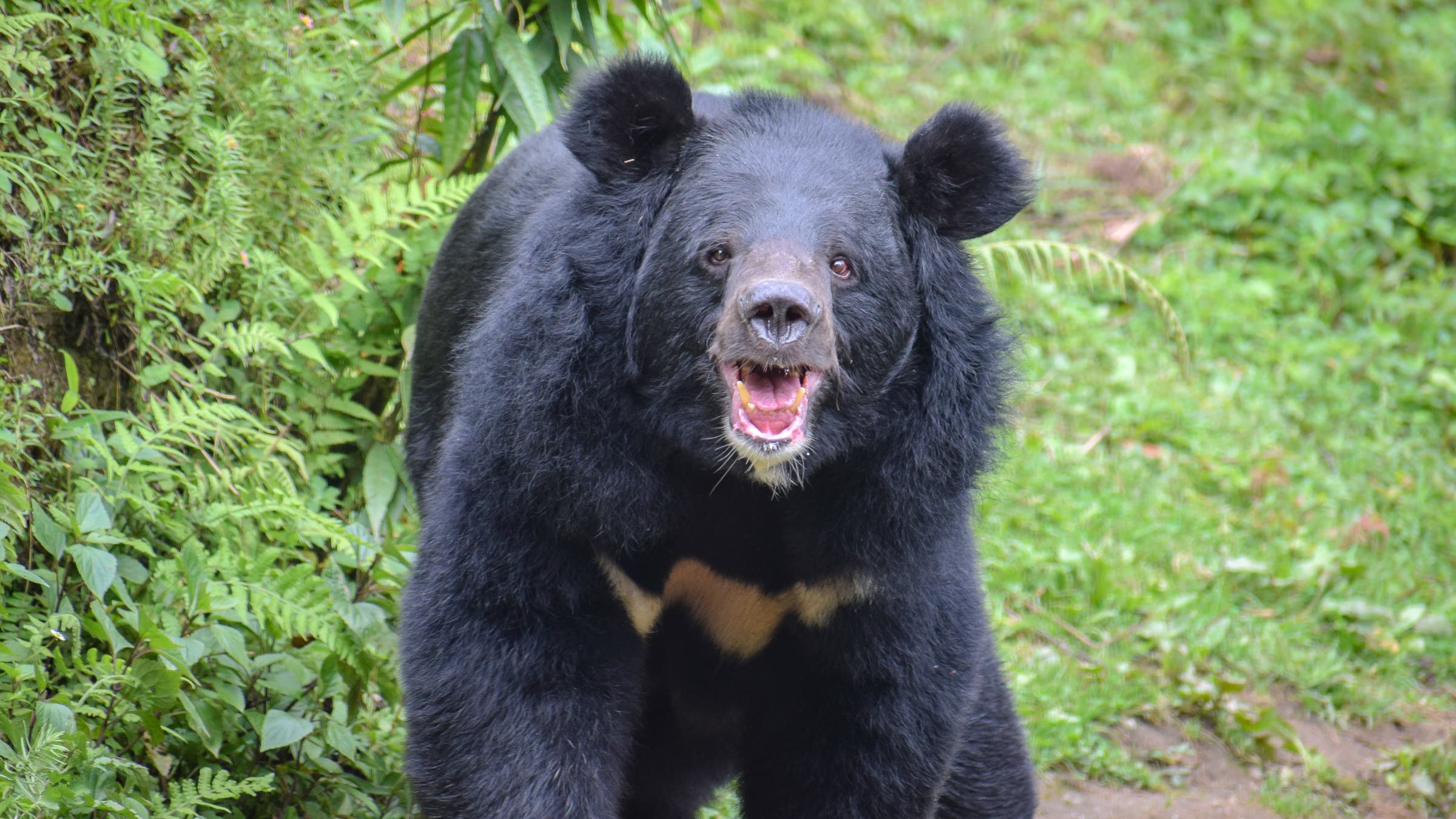 Asiatic black bear