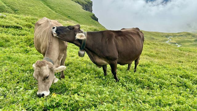 I'm a Lifelong Hiker. My Scariest Animal Encounter Was With a Herd of Cows.