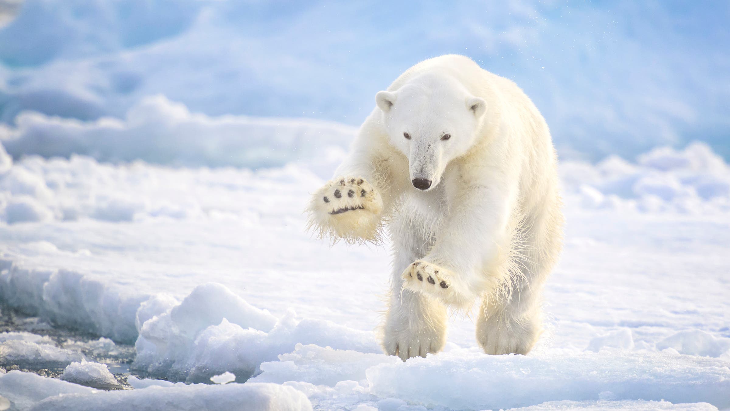Polar bear