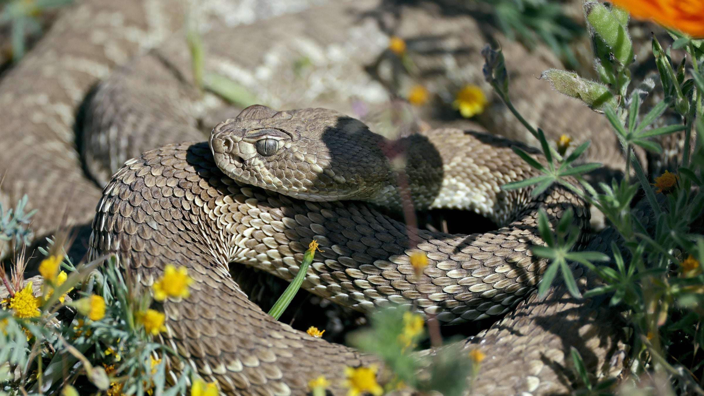 Why Are Rattlesnakes Biting So Many Hikers This Spring? Here's What a Scientist Says.