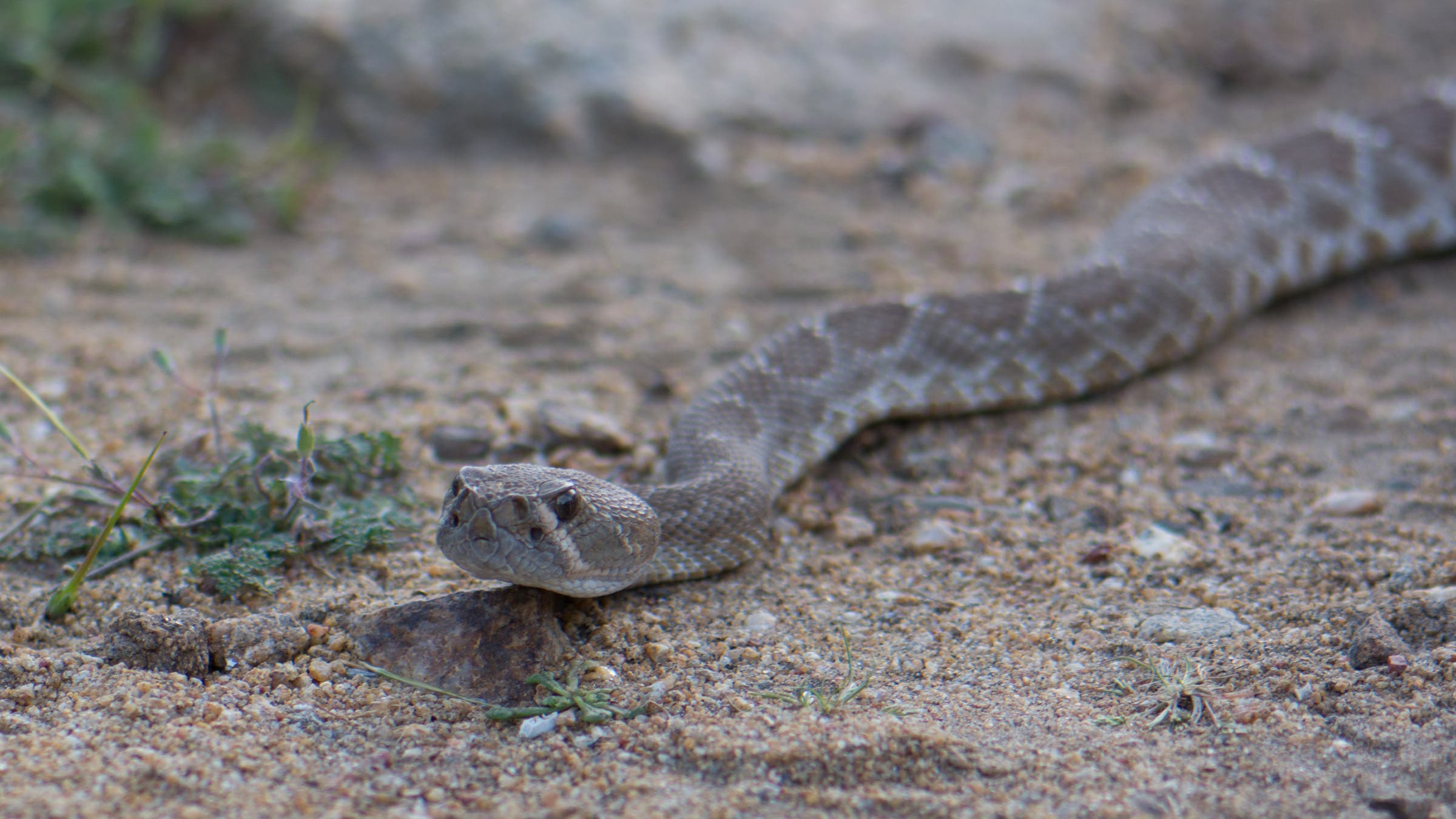 Rattlesnake