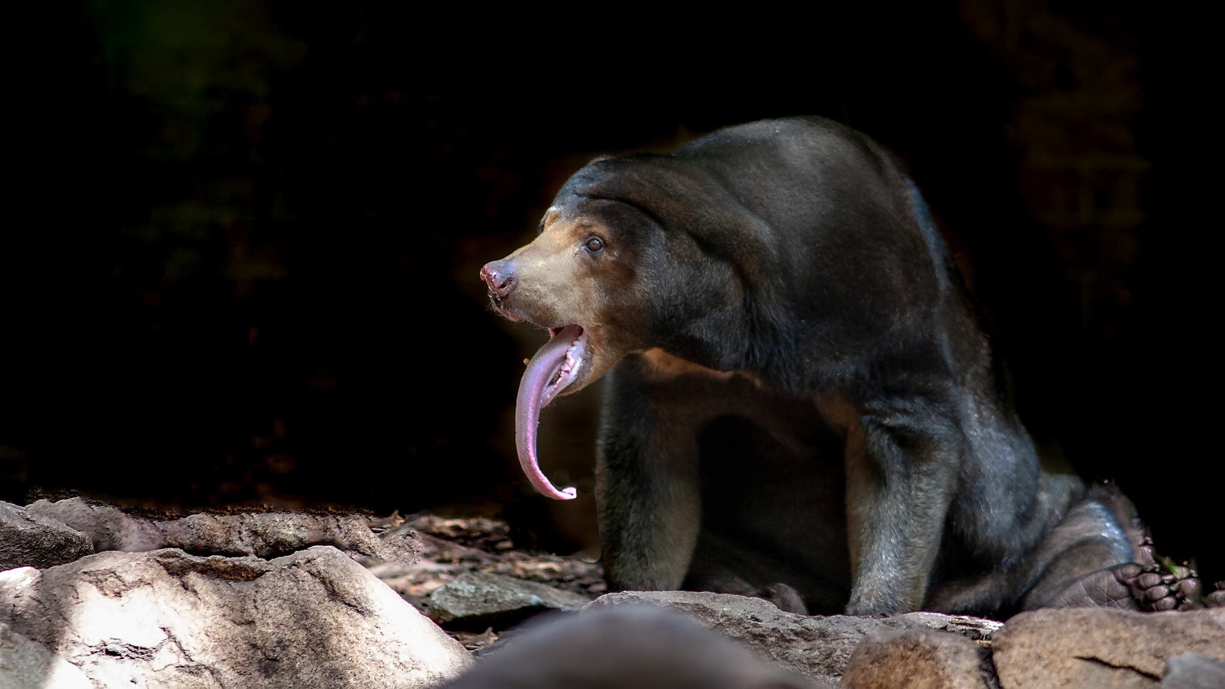 Sun bear