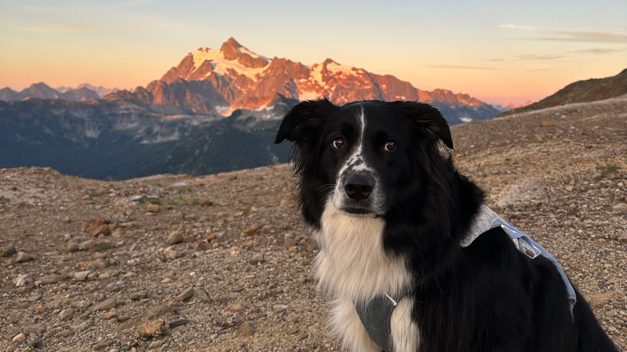 7 Dog-Friendly Trails Outside the National Parks
