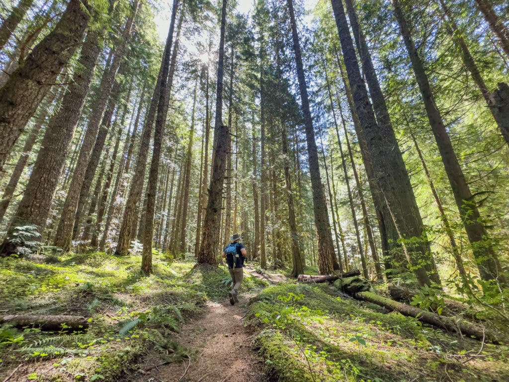 A hiker in thick forest on the Burnt Lake Trail leading up to the base of Mt. Hood.
