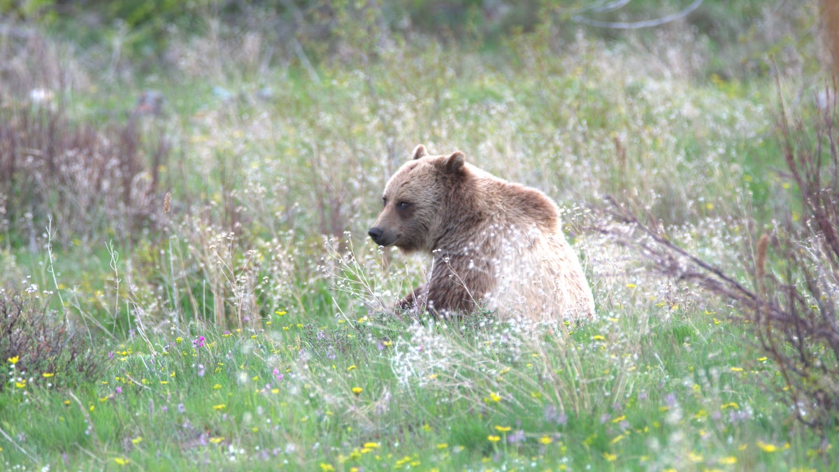 Key Section of Continental Divide Trail Closes Due to Bear Activity in Glacier