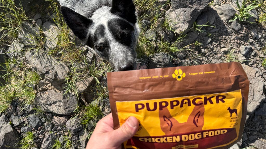 This National Dog Day, Hit the Trail With Your Canine Companion