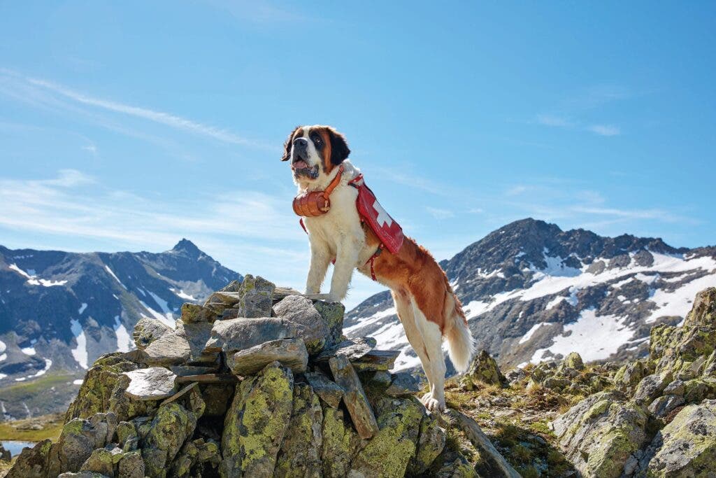 Saint Bernard dog in the mountains