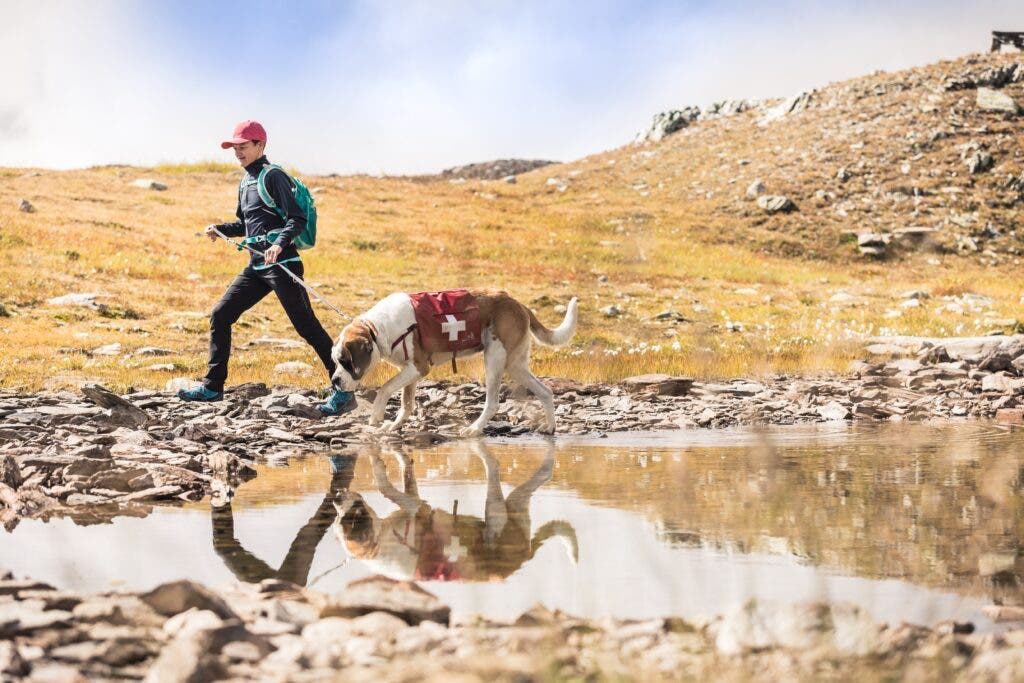 Hiker with Saint Bernard