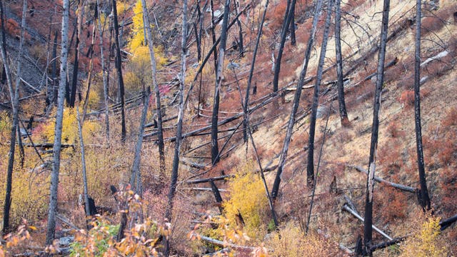There's a Debate Over Chainsaw Use in Wilderness. I'm a Trailbuilder and I Have Thoughts.