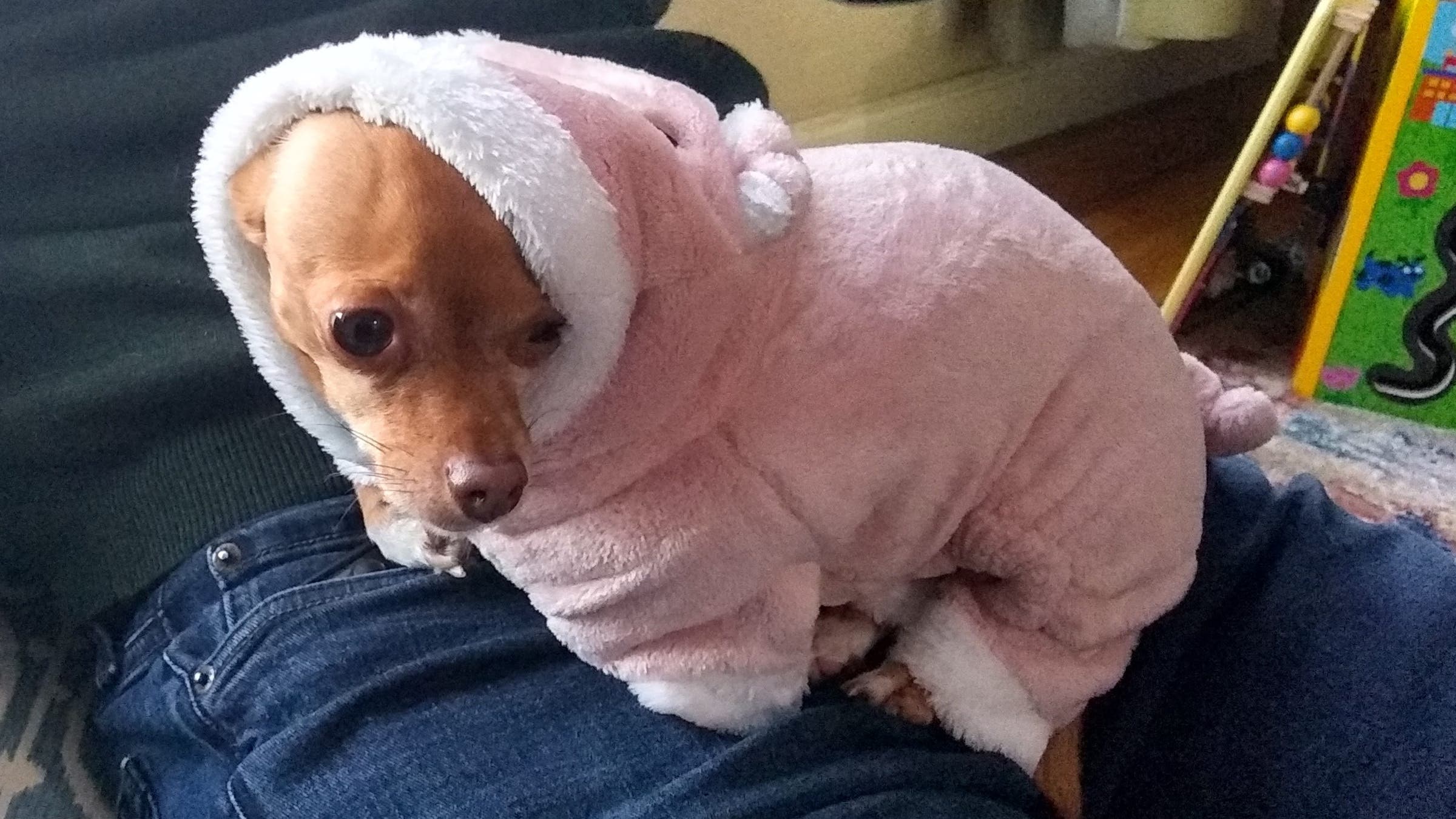 Dog in pig costume