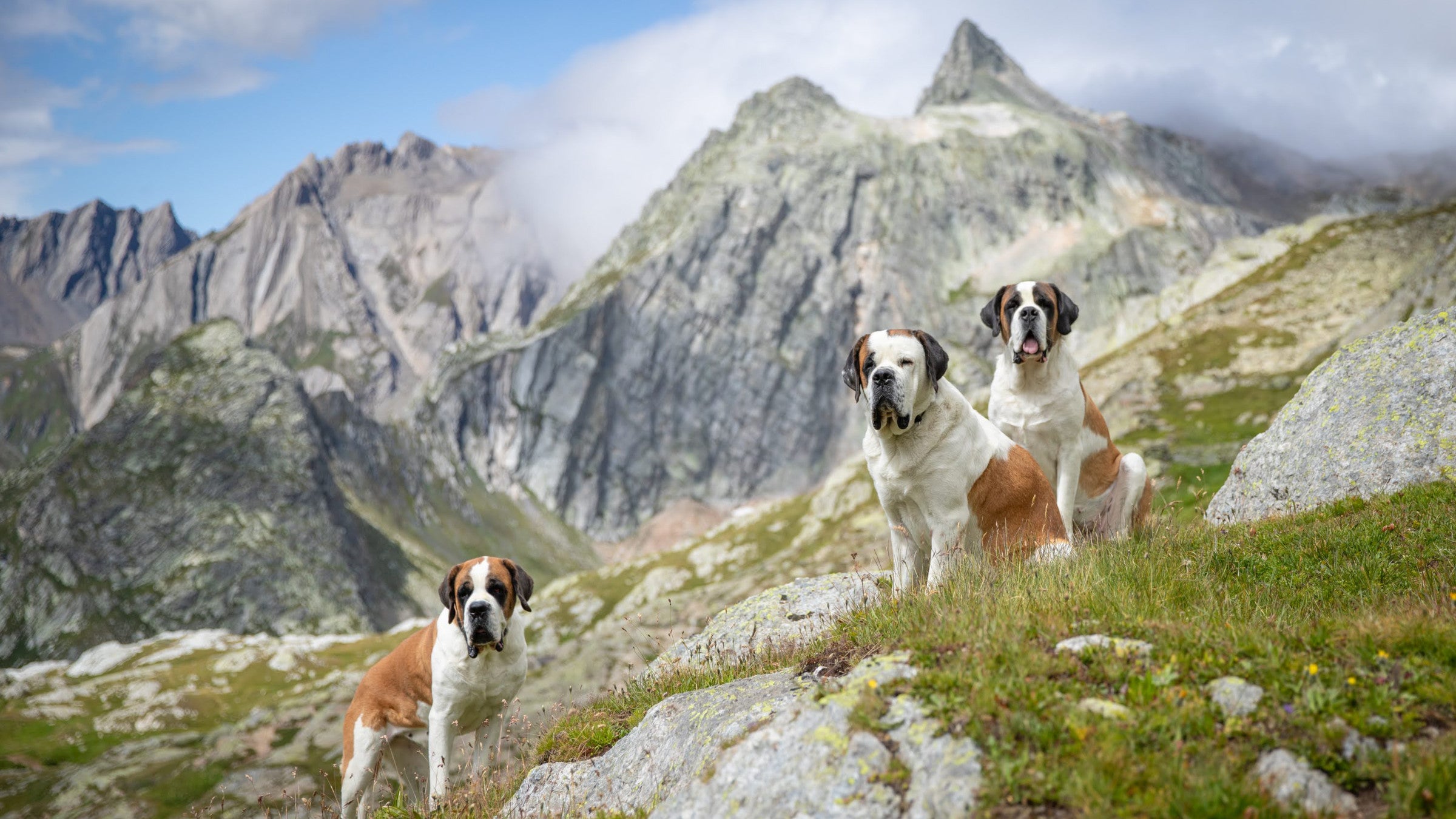 Saint Bernards in the Swiss Alps