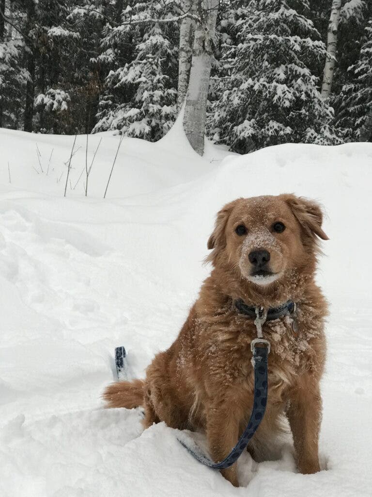 This National Dog Day, Hit the Trail With Your Canine Companion
