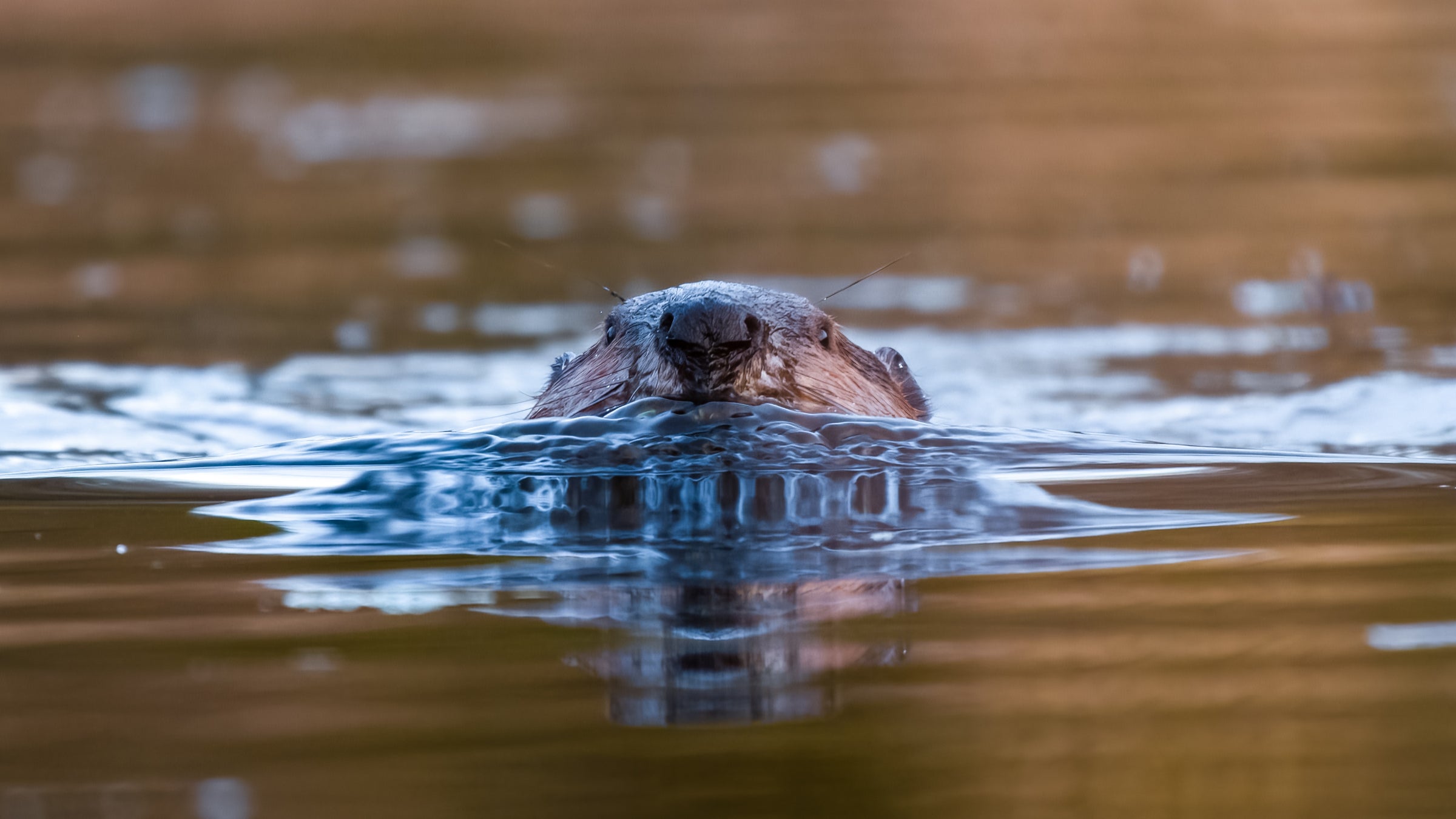 Beavers Have Attacked 3 Maryland State Park Visitors in Less Than a Month