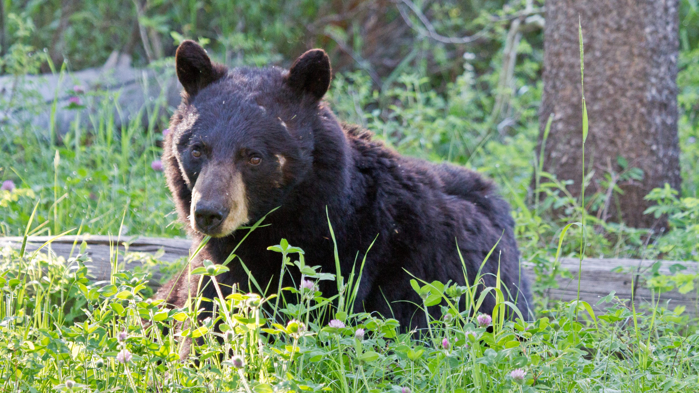 The Danger of Hiking With Dogs in Bear Country Is Much Higher Than You Think