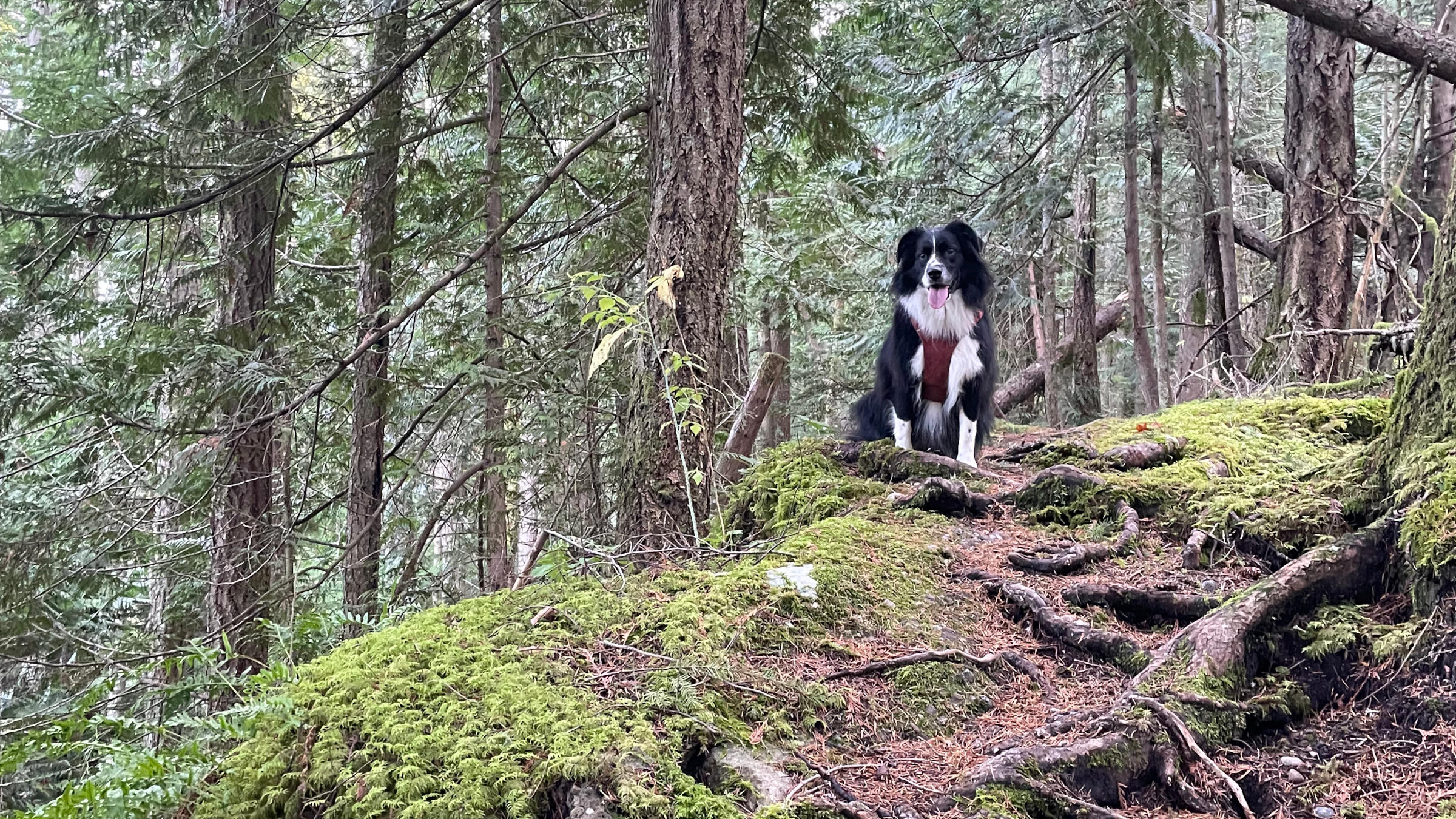 This National Dog Day, Hit the Trail With Your Canine Companion