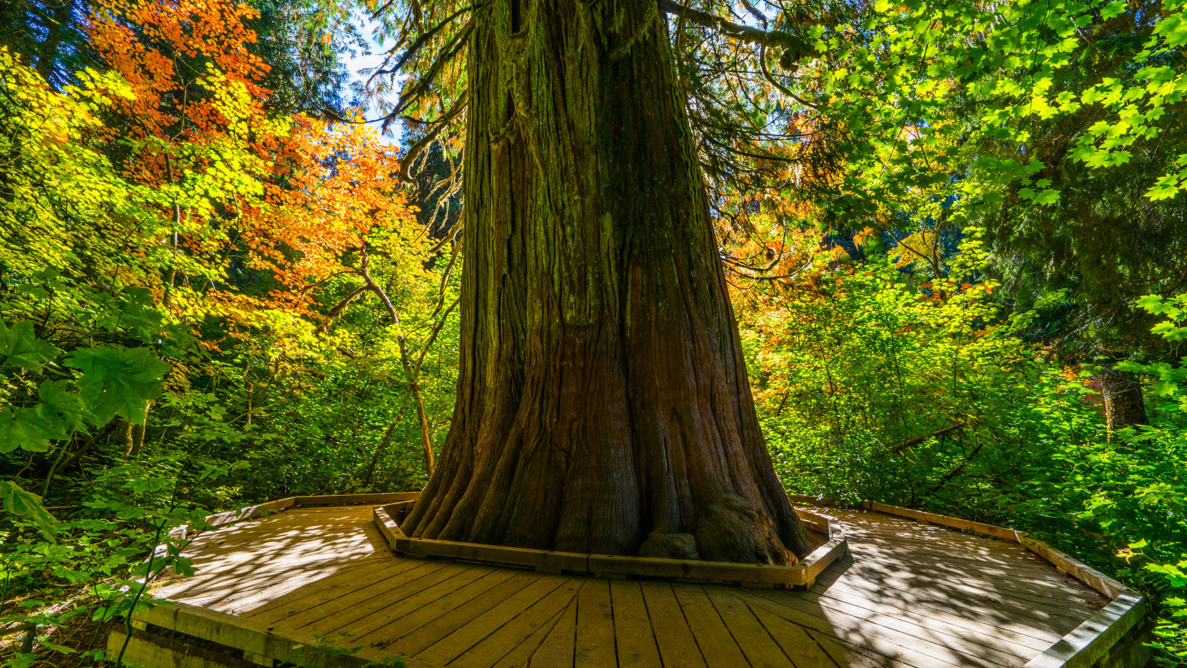 Cut Off From the World for 5 Years, Grove of the Patriarchs Could Reopen Under a New NPS Plan