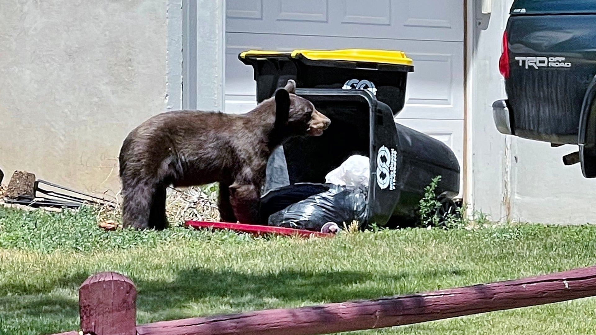 Colorado Bear Euthanized With Trash in Intestines as Food Scarcity Drives Record Conflict
