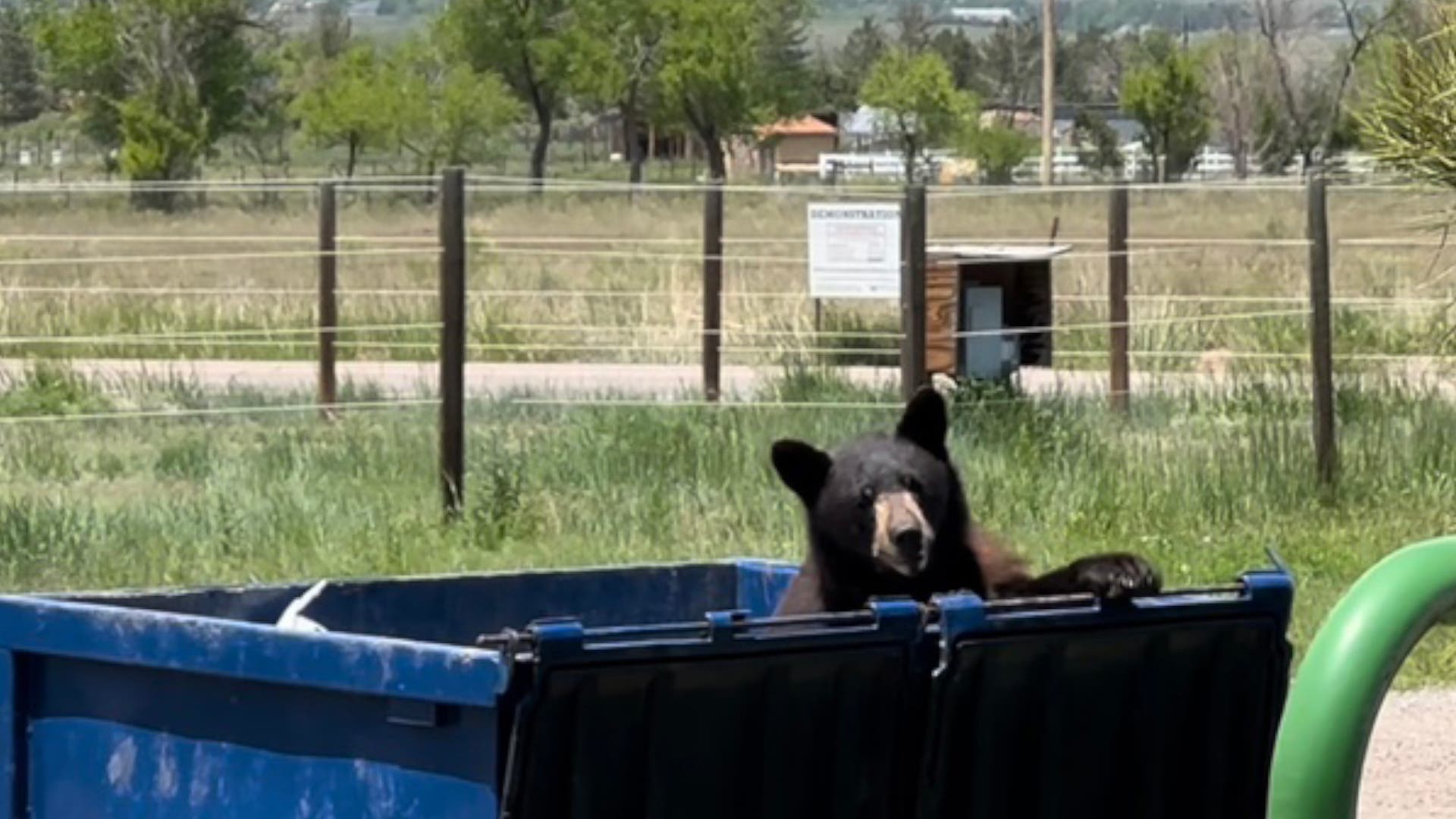 Colorado Bear Euthanized With Trash in Intestines as Food Scarcity Drives Record Conflict