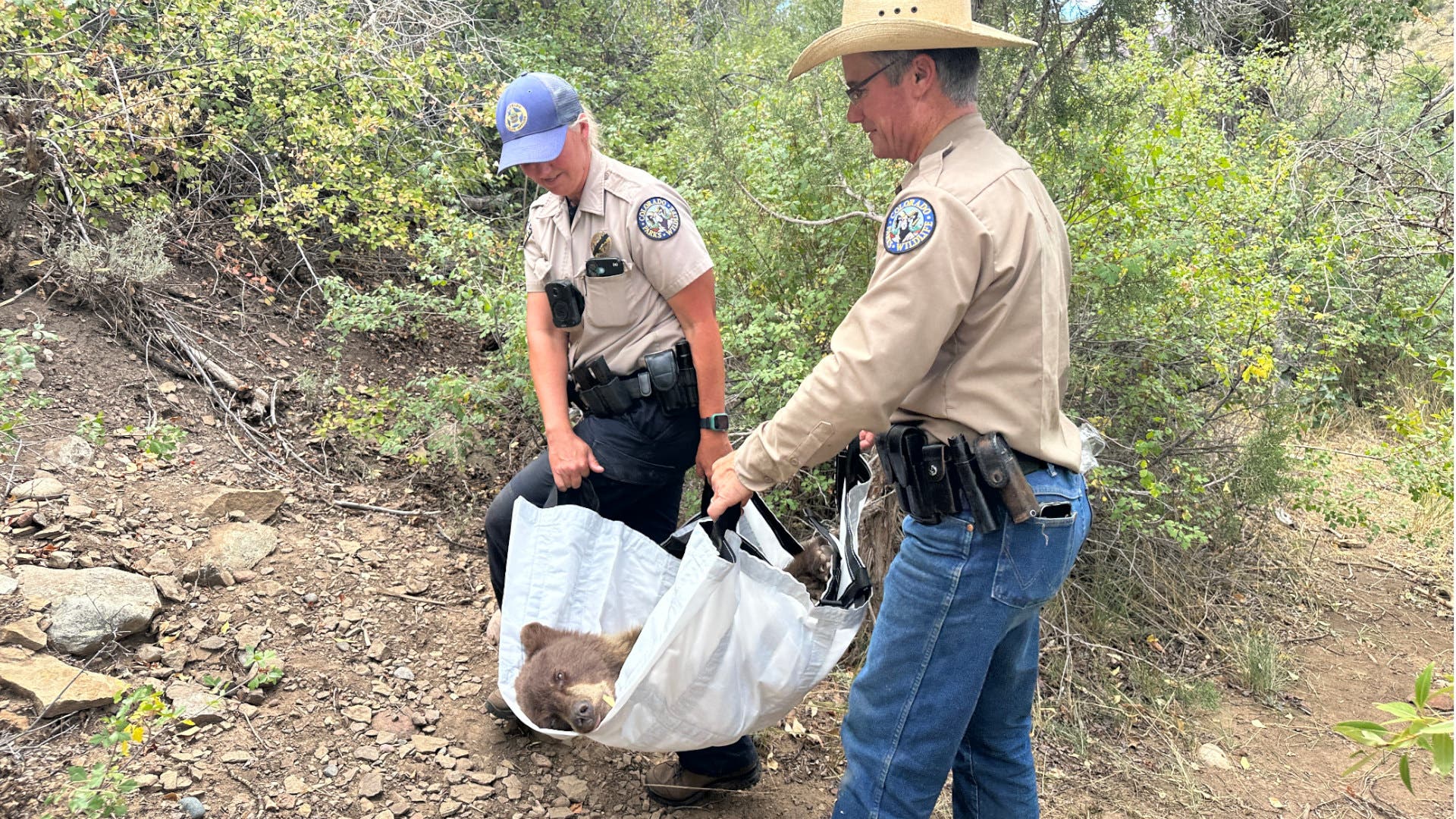 Colorado Bear Euthanized With Trash in Intestines as Food Scarcity Drives Record Conflict