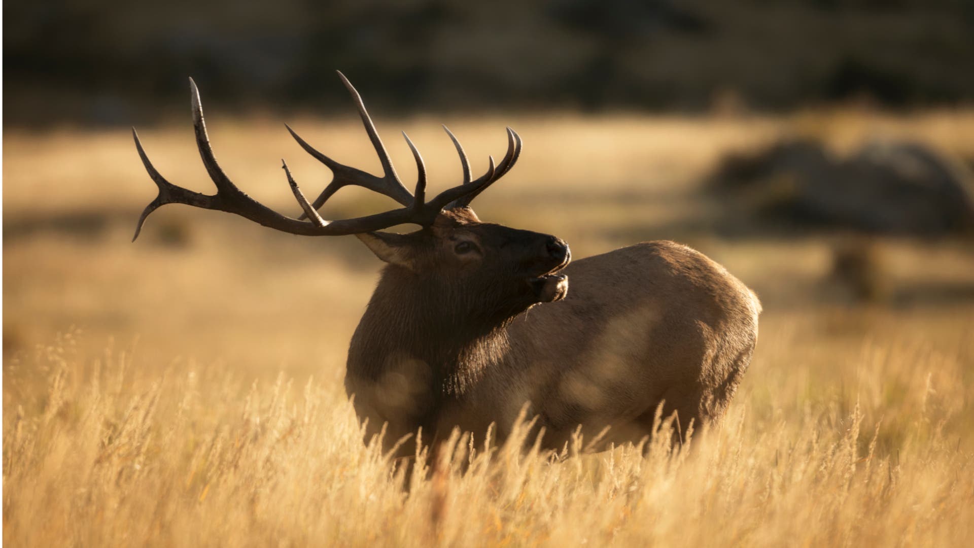 6 Fall Hikes to Hear Bugling Elk, Yodeling Loons, and More of Nature's Music