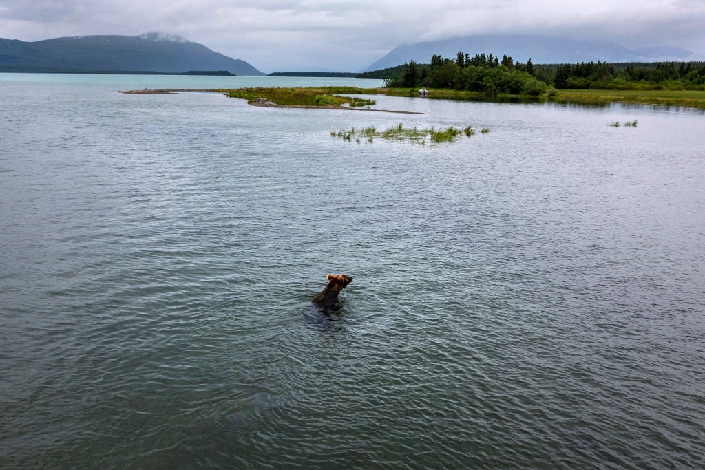 A Mine Near Katmai Has Conservationists Sounding the Alarm Over Its Beloved Fat Bears