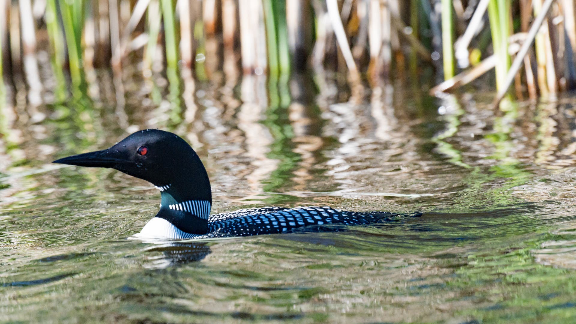 6 Fall Hikes to Hear Bugling Elk, Yodeling Loons, and More of Nature's Music