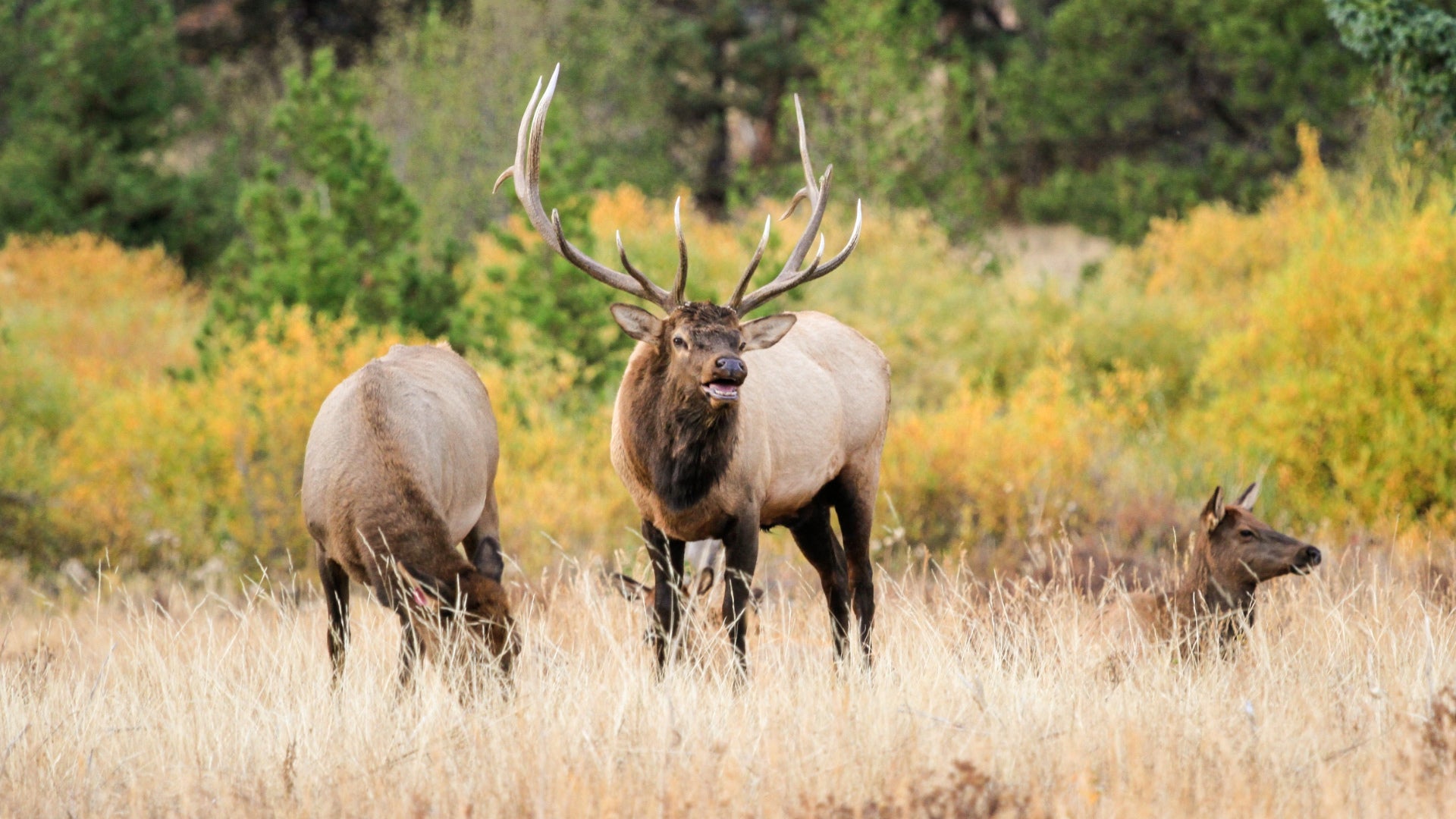 6 Fall Hikes to Hear Bugling Elk, Yodeling Loons, and More of Nature's Music
