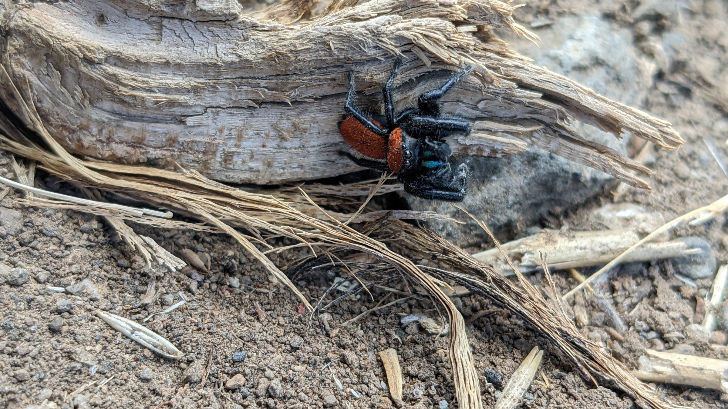 It's Spider Season. Read This Before You Get a Big Faceful of Web.