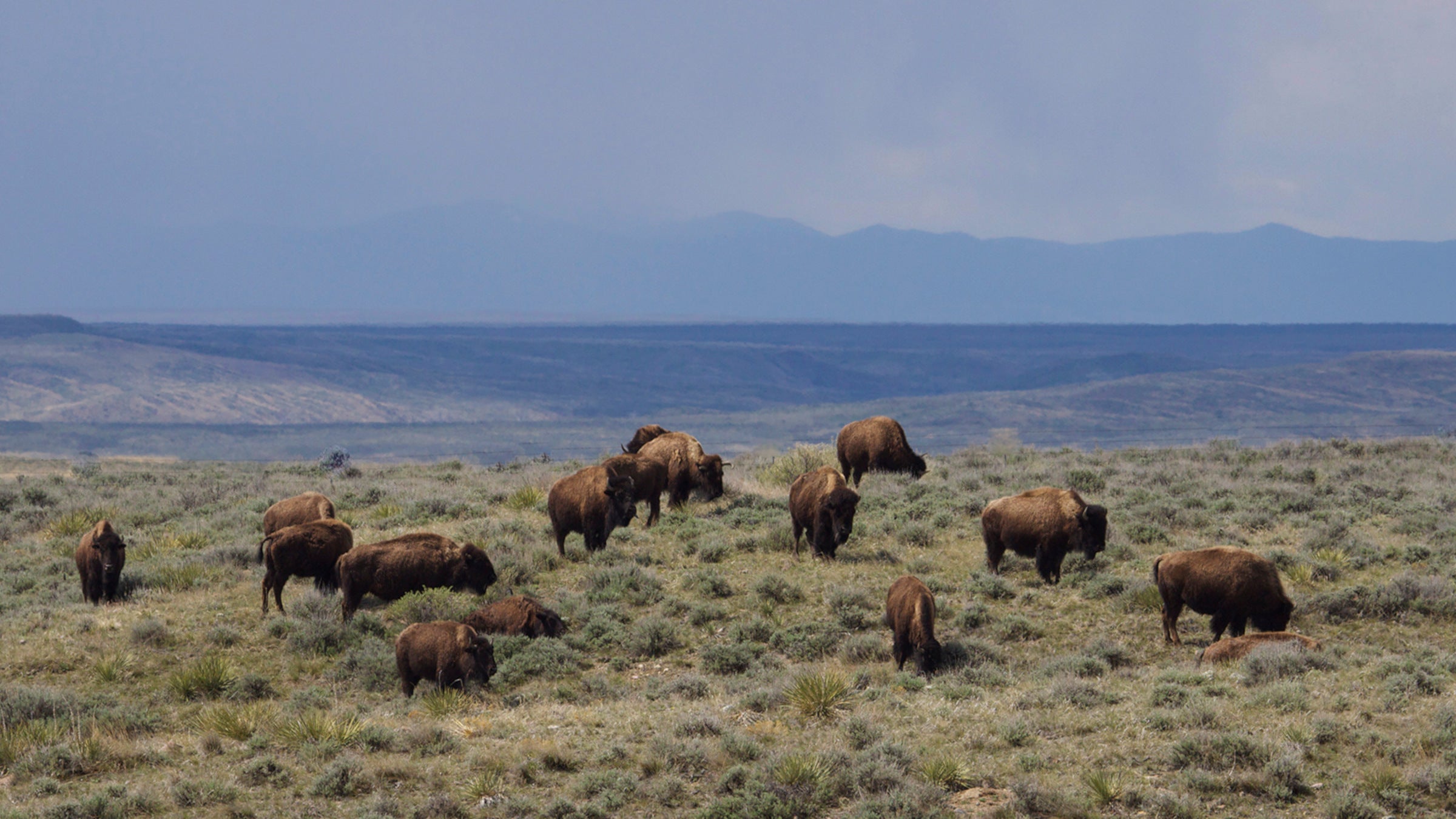 “Bison Belong on This Landscape”: Judge Blocks Federal Order to Remove 1,000 Animals in Montana