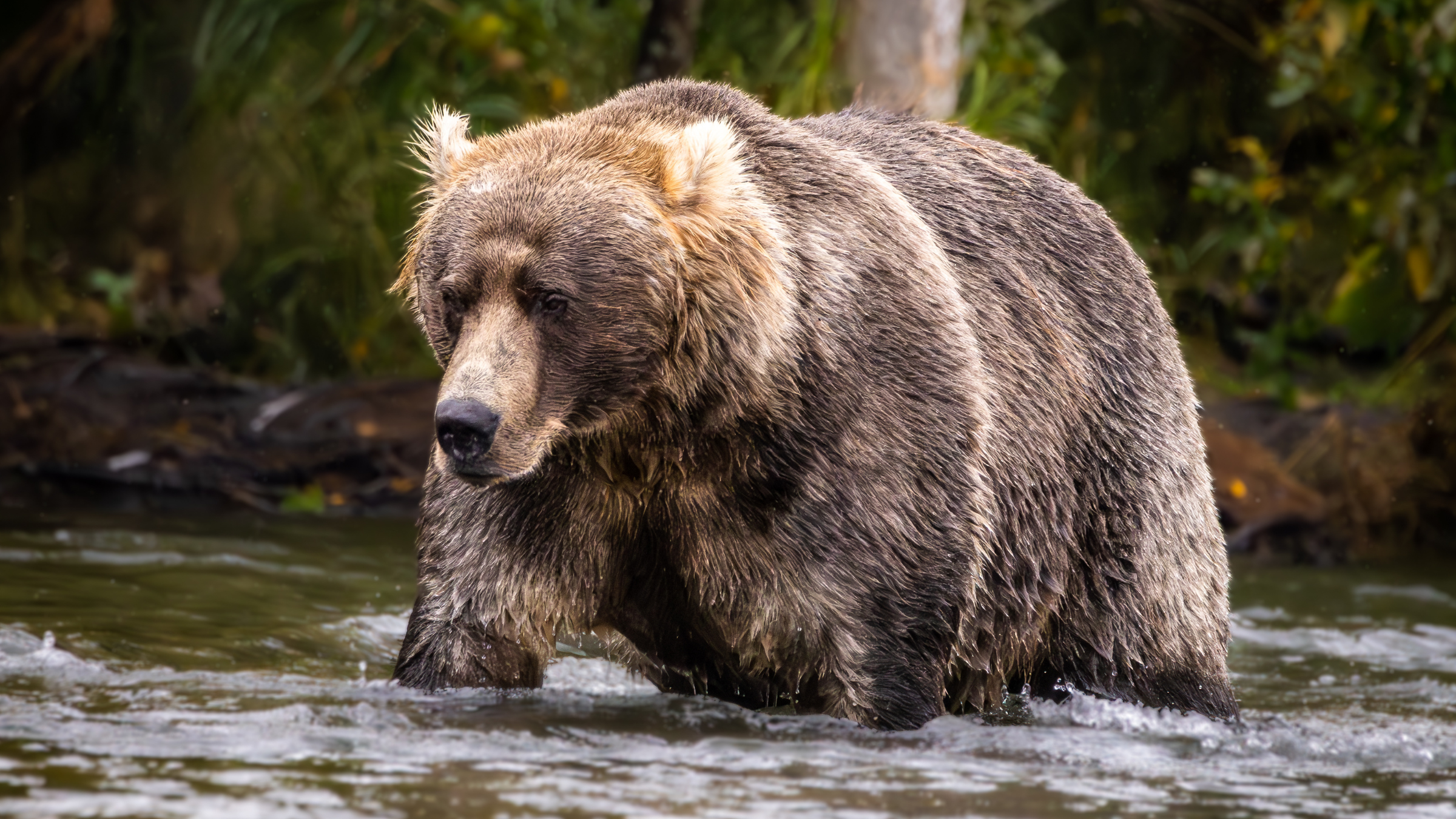 Fat Bear Week Is Here. Take Our Quiz to Find Out Which Fat Bear You Are.