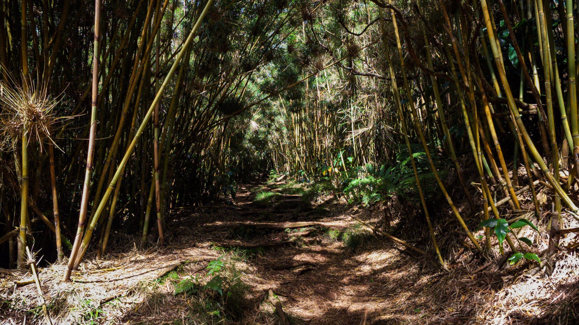 France's Toughest Thru-Hike is Actually in the Indian Ocean
