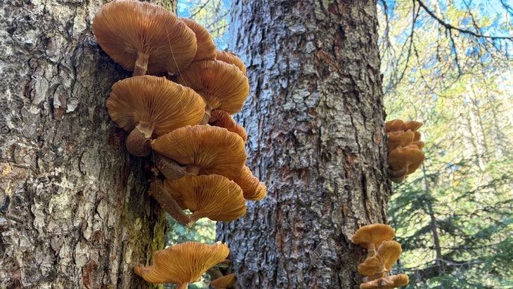 Mushrooms